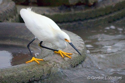 Ready To Pounce_32871.jpg - Snowy Egret (Egretta thula) photographed along the Gulf coast near Port Lavaca, Texas, USA. 